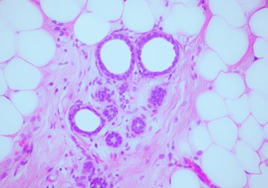 fotografia mikroskopowa