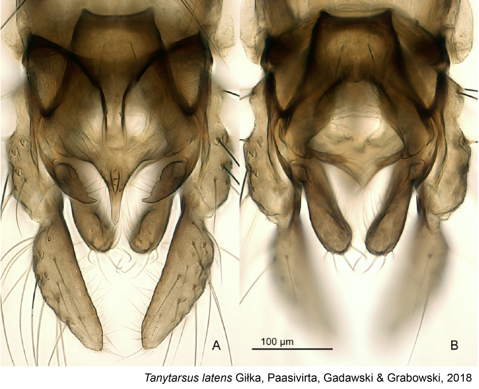 Chironomidae Tanytarsus