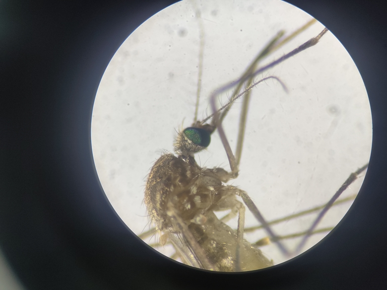 Komar, zdjęcie spod mikroskopu