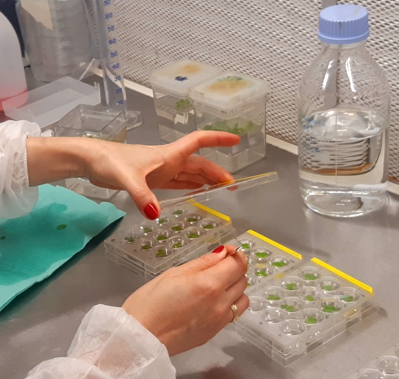 Badania in vitro prowadzone we Włoszech w Istituto di Ricerca sugli Ecosistemi Terrestri (IRET), Consiglio Nazionale delle Ricerche (CNR). Badania dotyczyły wpływu PFOA na Spirodela polyrhiza (L.) Schleid.