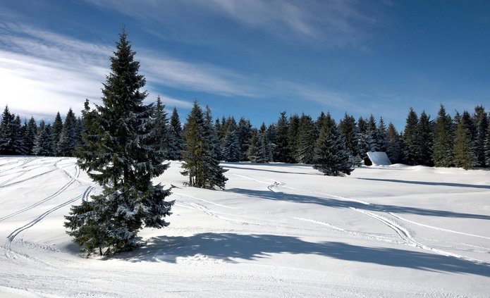 Zdjęcie ośnieżonych drzew iglaste, na śniegu ślady nart