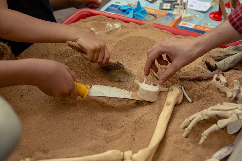 dłonie ludzi odkopujące kości z piasku