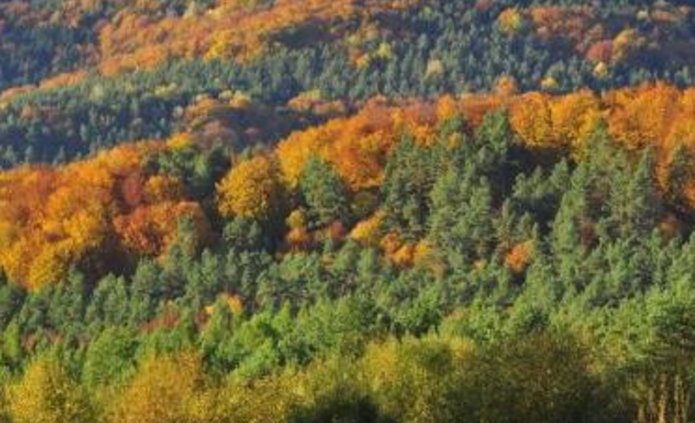 zdjecie koron drzew lasu mieniących się kolorami jesieni