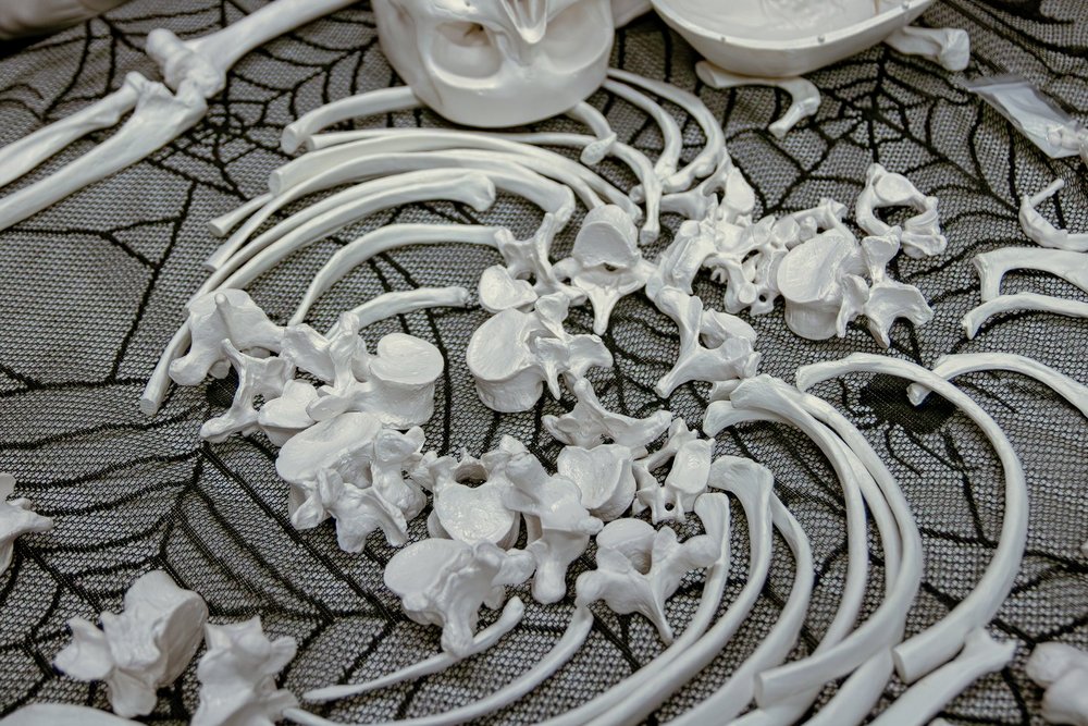 Modele kości żeber i kręgi