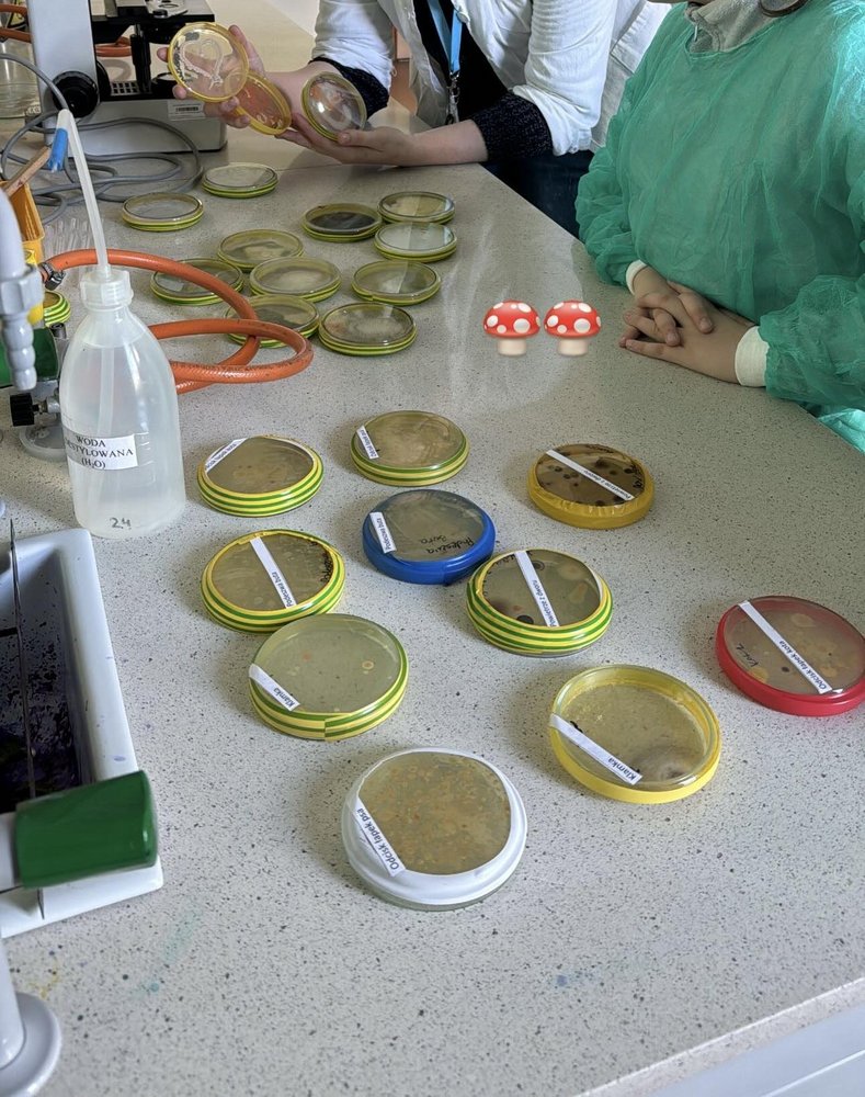 Kilkanaście hodowli mikrobiologicznych leży na stole laboratoryjnym.
