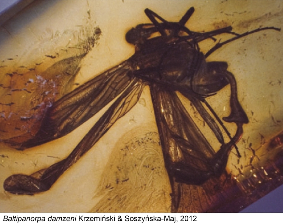 Mecoptera