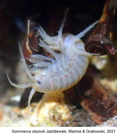 Mecoptera