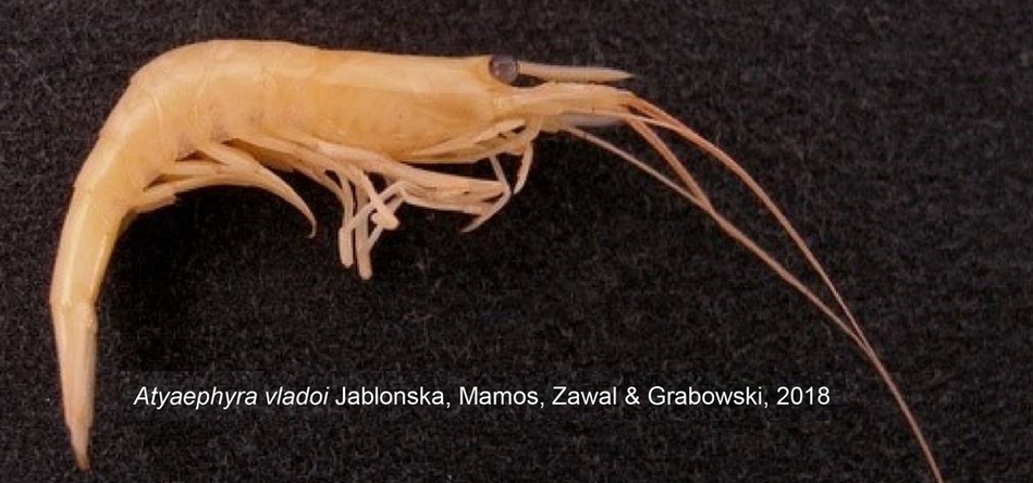 Decapoda A