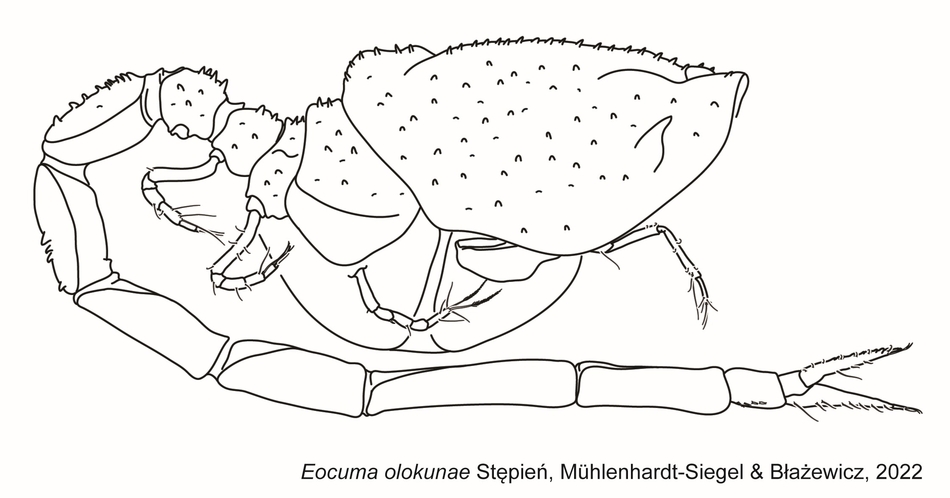 Eocuma olokunae 