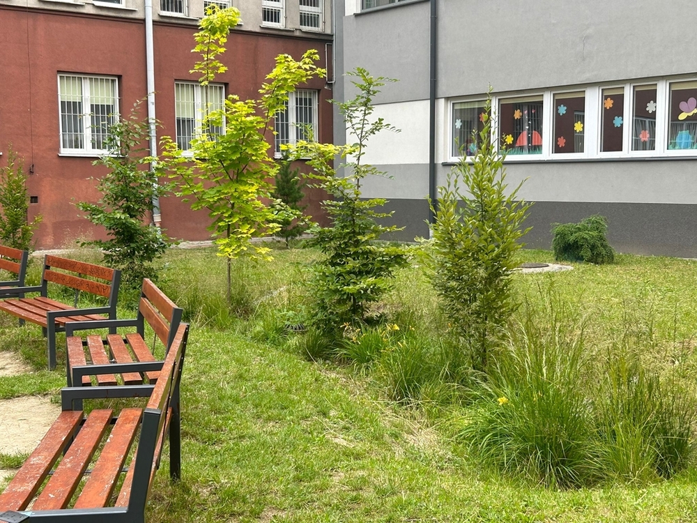 Niecka chłonna z systemem wspierającym wzrost drzew, magazynująca wody opadowe z dachu szkoły przy ul. Kolberga 5 w Radomiu. Działanie zrealizowane w ramach projektu LIRFE RADOMKLIMA współrealizowanego przez Uniwersytet Łódzki wraz z Urzędem Miasta Radom, Wodociągami Miejskimi w Radomiu oraz firmą FPP Enviro– Projektantem i wykonawcą rozwiązania (fot. Iwona Wagner)