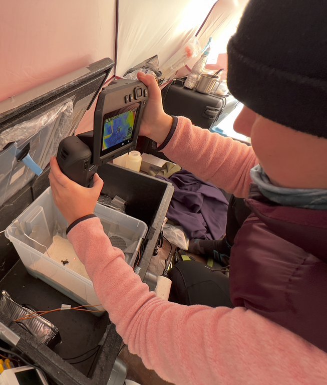 Wykonywanie zdjęcia termicznego ropuchy w jej krytycznym maksimum termicznym 