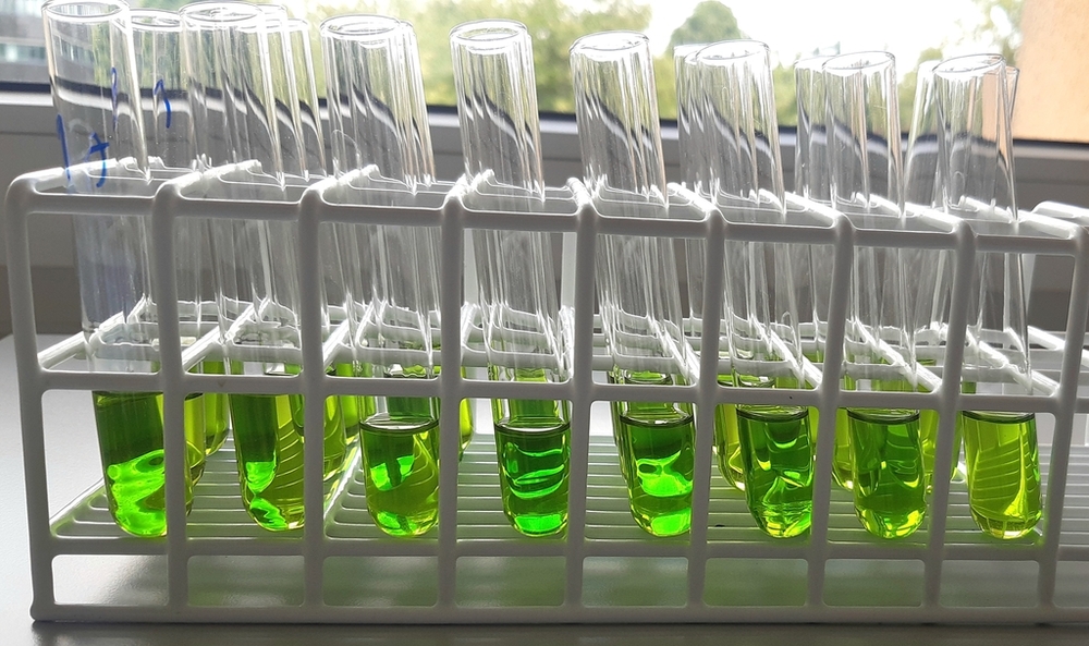 Probówki z ekstraktami z liści wierzby przygotowane do analiz biochemicznych.
