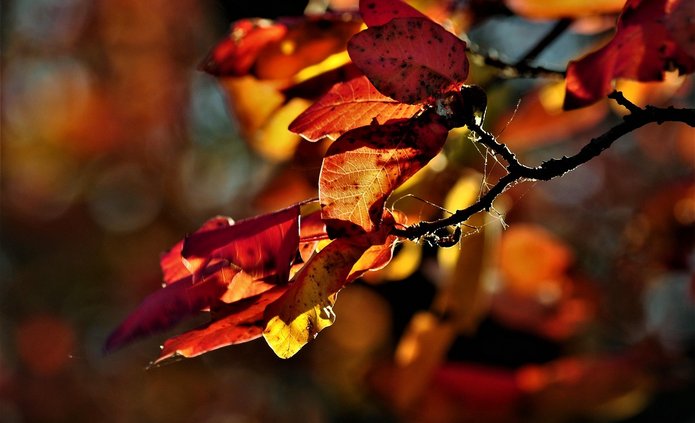 Jesienne liście na drzewach oświetlone słońcem