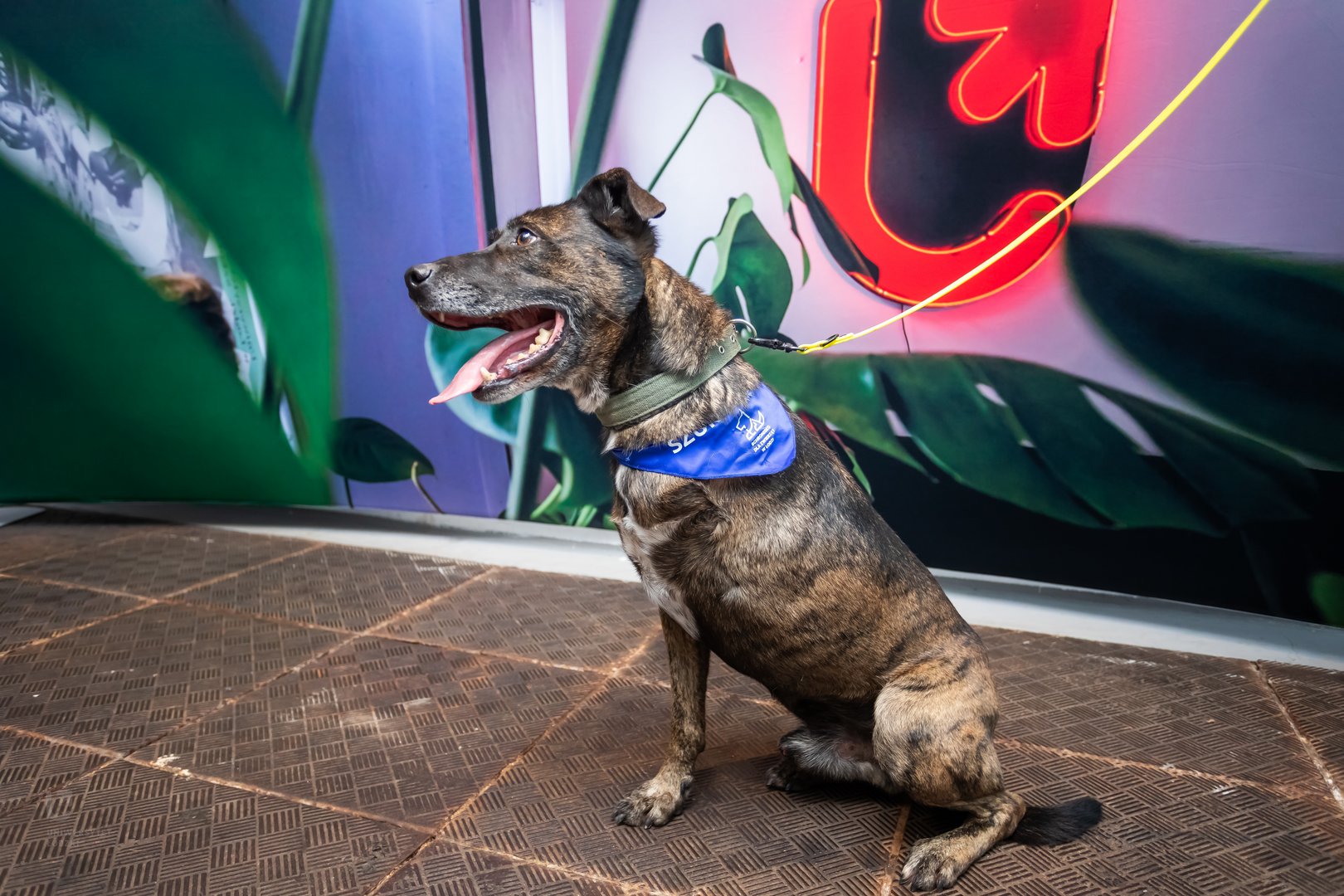 Pies Natan, który był obecny na październikowym śniadaniu prasowym UŁ